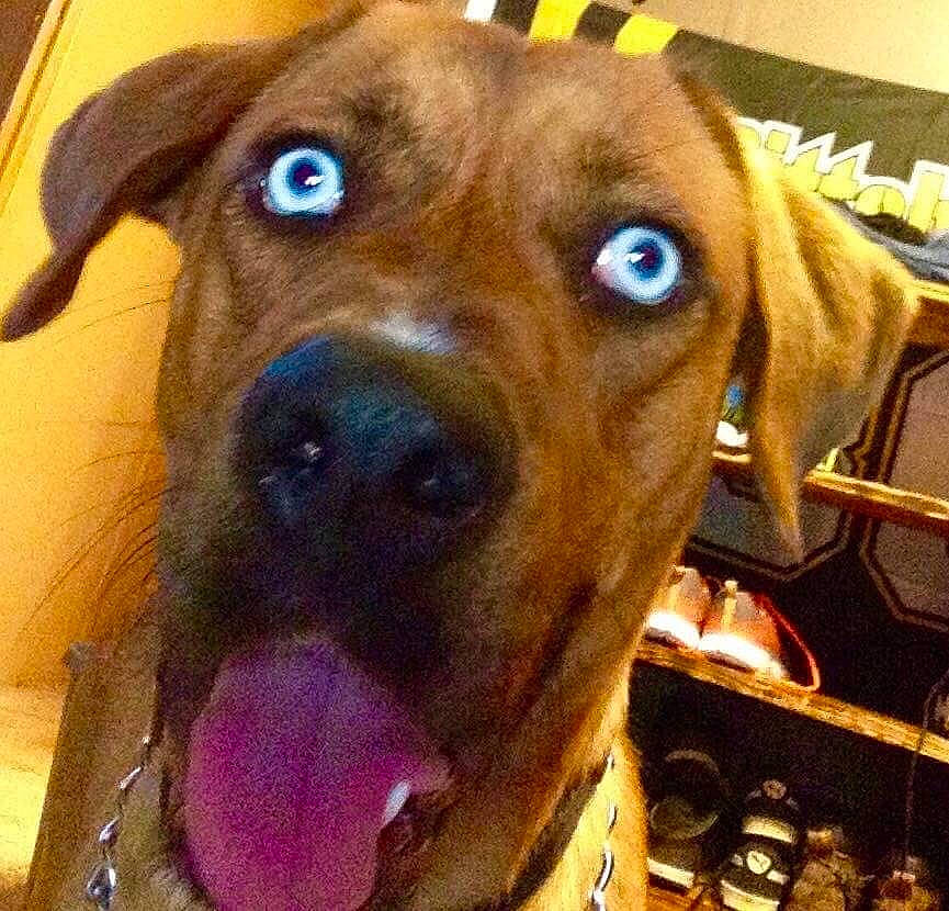 Blue is registered to the contest to win money with this photo: canidae, carnivore, collar, companion_dog, dog, dog_breed, dog_collar, ear, fawn, fur, hunting_dog, liver, metal, pet_supply, photography, snout, sporting_group, whiskers, working_animal, working_dog