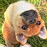 dog, puppy, grass, outdoor, closeup, upside_down, ears, nose, whiskers, fur, brown_fur, black_nose, reflection, eyes, pet, cute, animal, playing, shoes, human