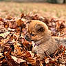 Purple participe au concours pour gagner de l'argent avec cette photo : puppy, dog, leaves, autumn, outdoor, nature, brown, fur, cute, young, animal, fall, seasonal, pet, small, portrait, daylight, leaf_pile, forest, adorable