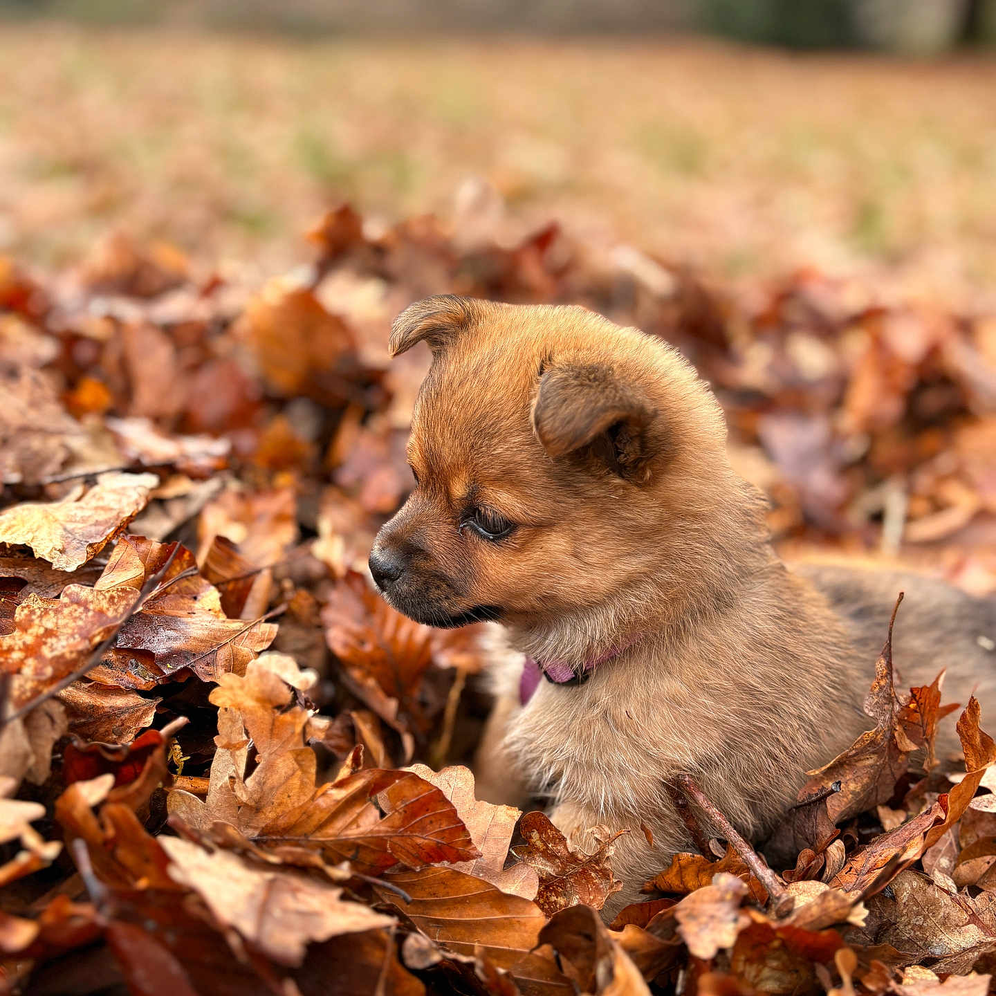 Purple participe au concours pour gagner de l'argent avec cette photo : puppy, dog, leaves, autumn, outdoor, nature, brown, fur, cute, young, animal, fall, seasonal, pet, small, portrait, daylight, leaf_pile, forest, adorable
