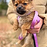 Purple a rejoint le concours — aidez-le/la à gagner de superbes lots ! puppy, dog, leash, purple_leash, fur, cute, pet, animal, young_dog, outdoor, blurred_background, hand, holding, jacket, beige_jacket, portrait, closeup, small_dog, canine, fur_texture