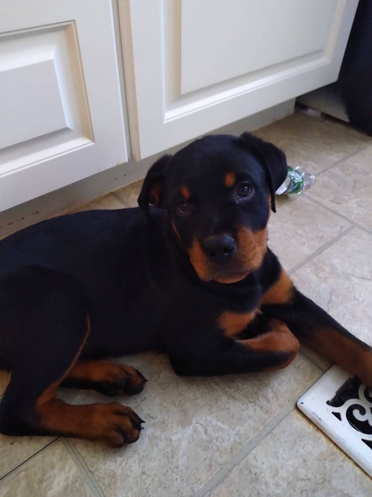 Bella is registered to the contest to win money with this photo: canidae, carnivore, comfort, companion_dog, dog, dog_breed, door, fawn, floor, flooring, fur, guard_dog, hardwood, liver, paw, rottweiler, snout, terrestrial_animal, working_animal, working_dog