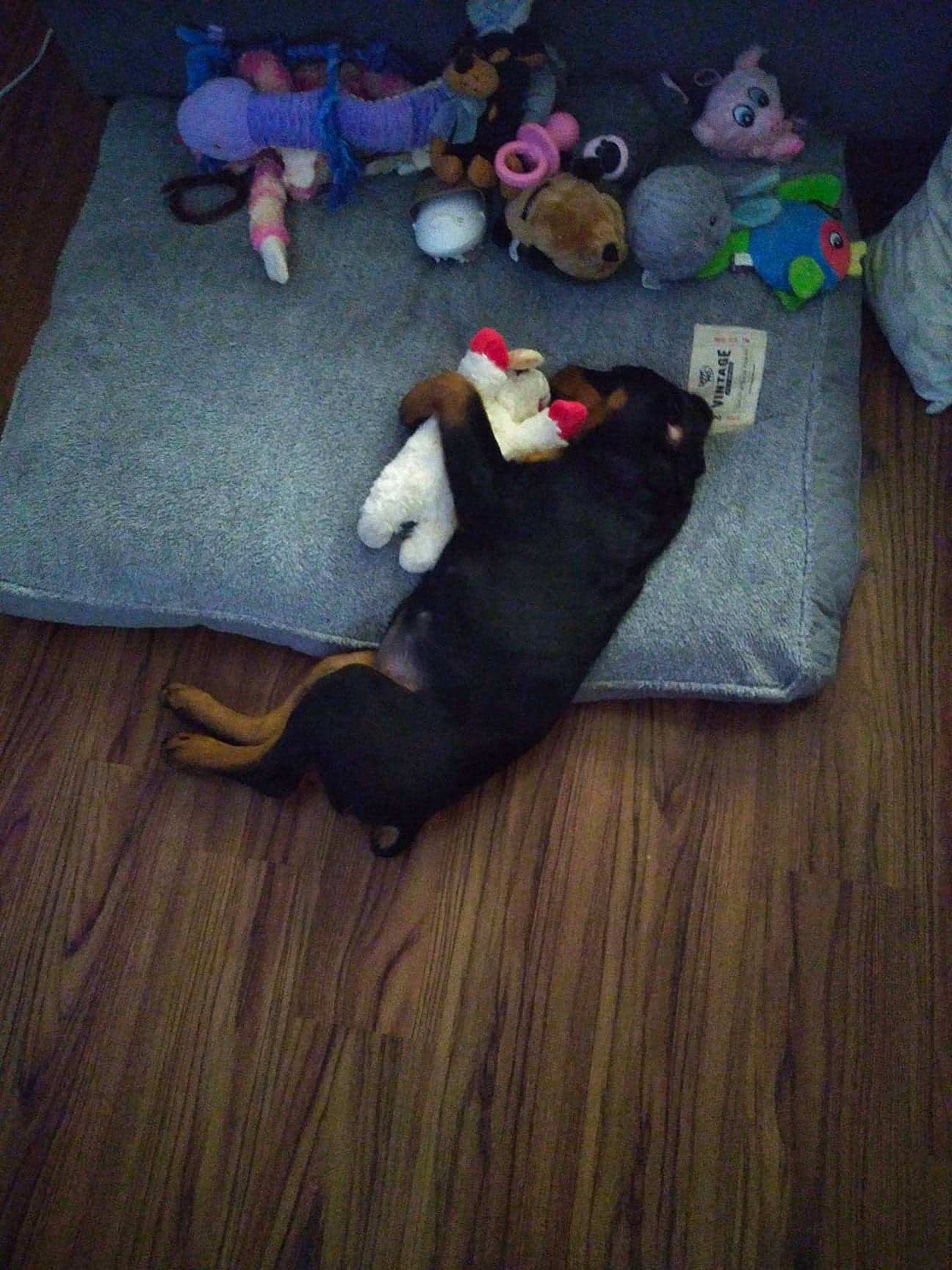 Bella joined the competition — help win amazing prizes! comfort, companion_dog, fawn, floor, flooring, fur, grey, hardwood, human_leg, laminate_flooring, plush, room, stuffed_toy, tail, teddy_bear, textile, toy, wood, wood_flooring, wood_stain