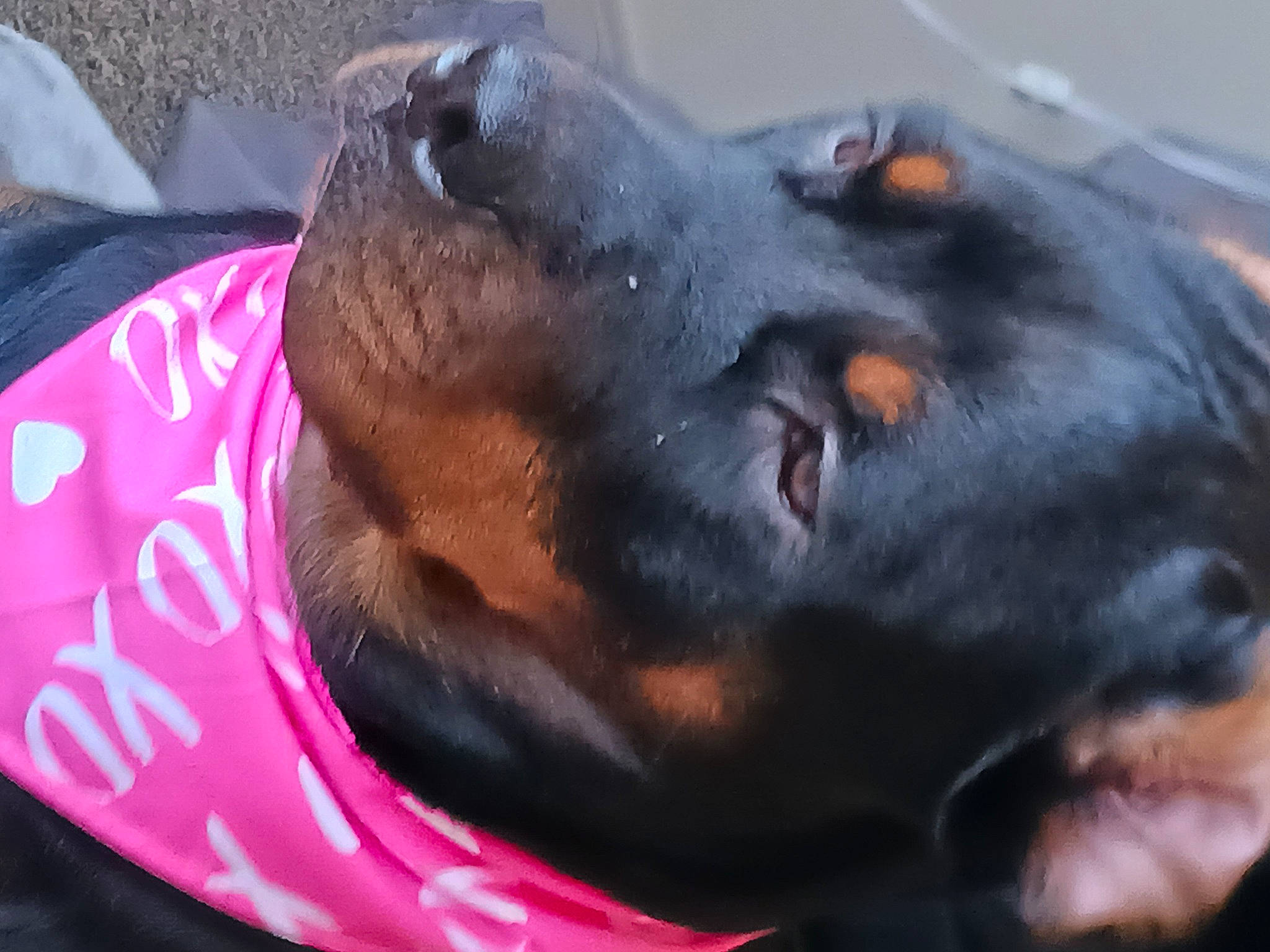 Bella is registered to the contest to win money with this photo: austrian_black_and_tan_hound, canidae, carnivore, companion_dog, dog, dog_breed, ear, fur, guard_dog, hound, hunting_dog, liver, rottweiler, snout, sporting_group, terrestrial_animal, whiskers, working_animal, working_dog