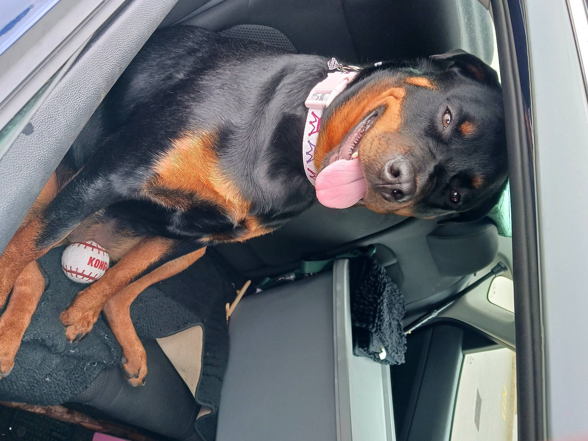 Bella is registered to the contest to win money with this photo: auto_part, automotive_design, automotive_exterior, automotive_lighting, car_seat, car_seat_cover, carnivore, collar, companion_dog, dog, dog_breed, dog_collar, fawn, head_restraint, motor_vehicle, snout, sporting_group, vehicle, vehicle_door, windshield
