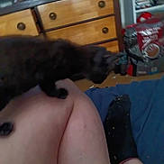 Shadow joined the competition — help win amazing prizes! animal, black_cat, blur, casual, cat, clutter, dresser, floor, furniture, home, indoor, leg, person, pet, room, shelf, sitting, socks, storage, unfocused