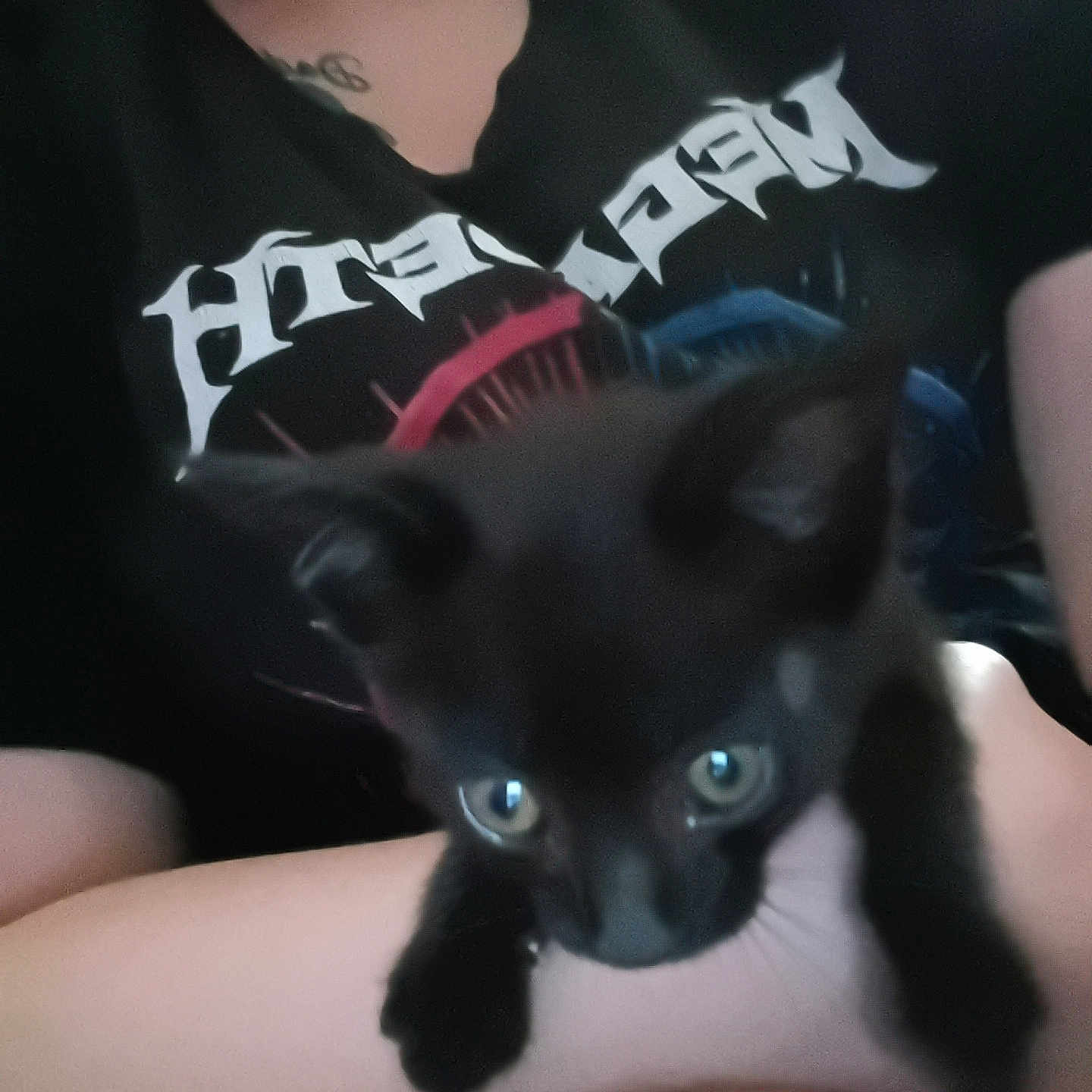 Shadow joined the competition — help win amazing prizes! animal, arms, black_cat, blur, closeup, clothing, cute, eyes, face, feline, fur, holding, indoor, kitten, metallica, person, pet, small, tshirt, young