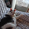 Fritz is registered to the contest to win money with this photo: animal, black_and_white, cat, couch, cozy, curious, domestic, feline, fur, home, household_items, indoor, looking_back, patterned_fabric, pet, relaxed, resting, scratched_glass, soft_light, window