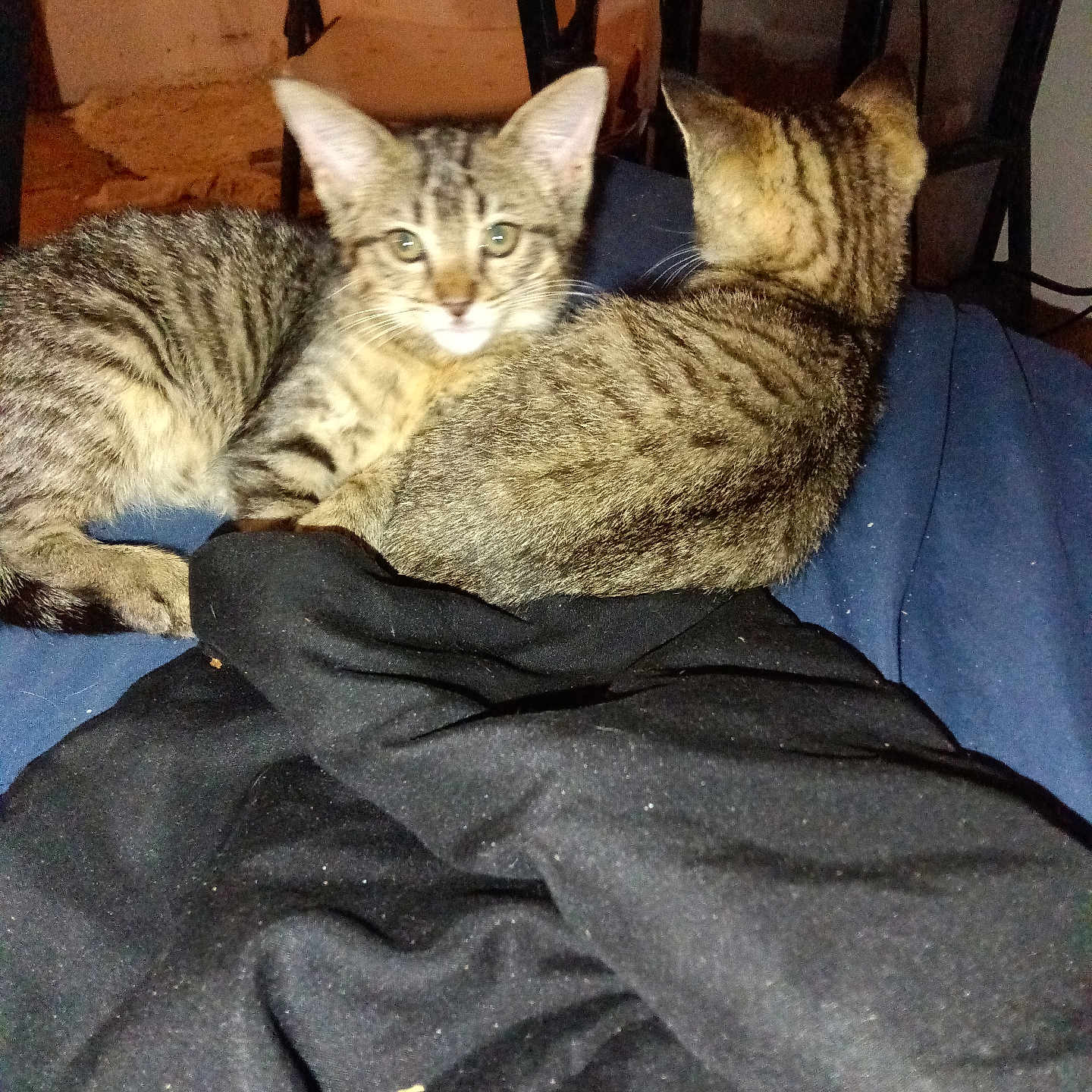 Luna And Rose