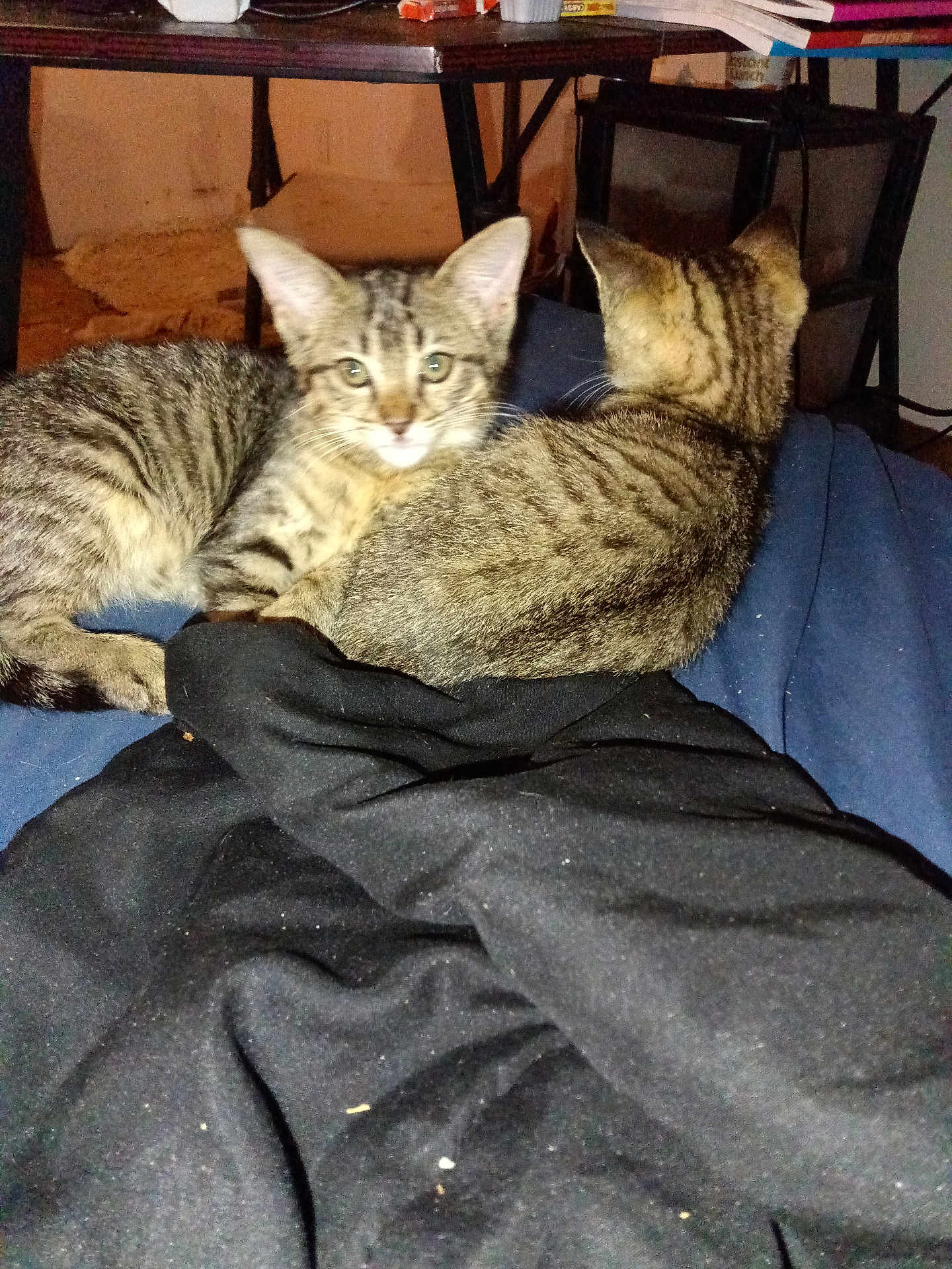 Luna And Rose joined the competition — help win amazing prizes! two_kittens, tabby_kittens, cats, feline, pets, indoor, fabric, snuggling, curious_eyes, animal, domestic_cat, striped_fur, young_cat, resting, black_fabric, table, cluttered_room, box, floor, fur