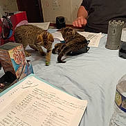 Luna And Rose is registered to the contest to win money with this photo: cat, kitten, table, paper, person, beard, game_accessory, toy, water_bottle, indoor, playing, furniture, document, writing, hand, clothing, container, plastic, brown_tabby, blue_sheet