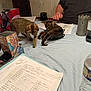 beard, blue_sheet, brown_tabby, cat, clothing, container, document, furniture, game_accessory, hand, indoor, kitten, paper, person, plastic, playing, table, toy, water_bottle, writing