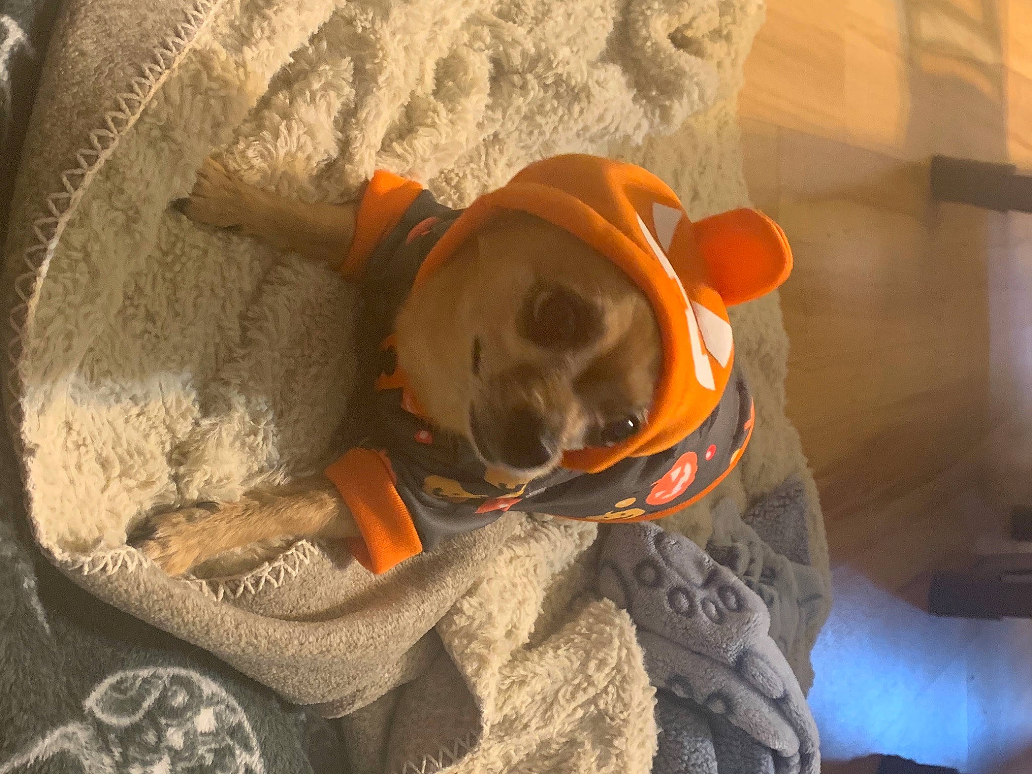 Benny is registered to the contest to win money with this photo: canidae, carnivore, collar, companion_dog, dog, dog_breed, dog_clothes, dog_collar, dog_supply, fawn, fur, leash, non_sporting_group, orange, pet_supply, snout, sporting_group, stuffed_toy, working_animal, working_dog
