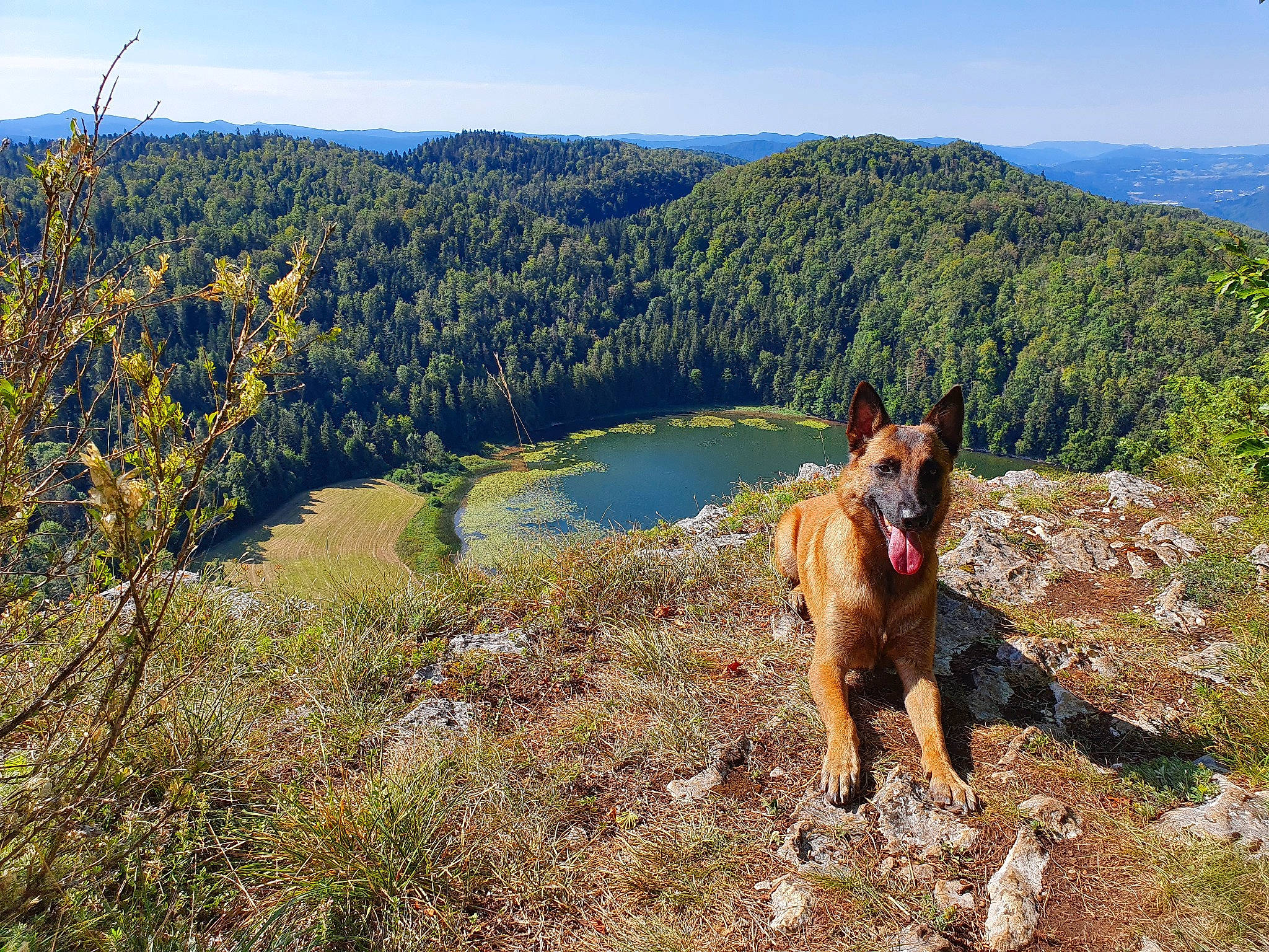 Oural a rejoint le concours — aidez-le/la à gagner de superbes lots ! carnivore, dog, dog_breed, dog_hiking, fawn, german_shepherd_dog, grass, grassland, herding_dog, hill, landscape, mountain, mountainous_landforms, natural_landscape, people_in_nature, plant, recreation, sky, trail, tree