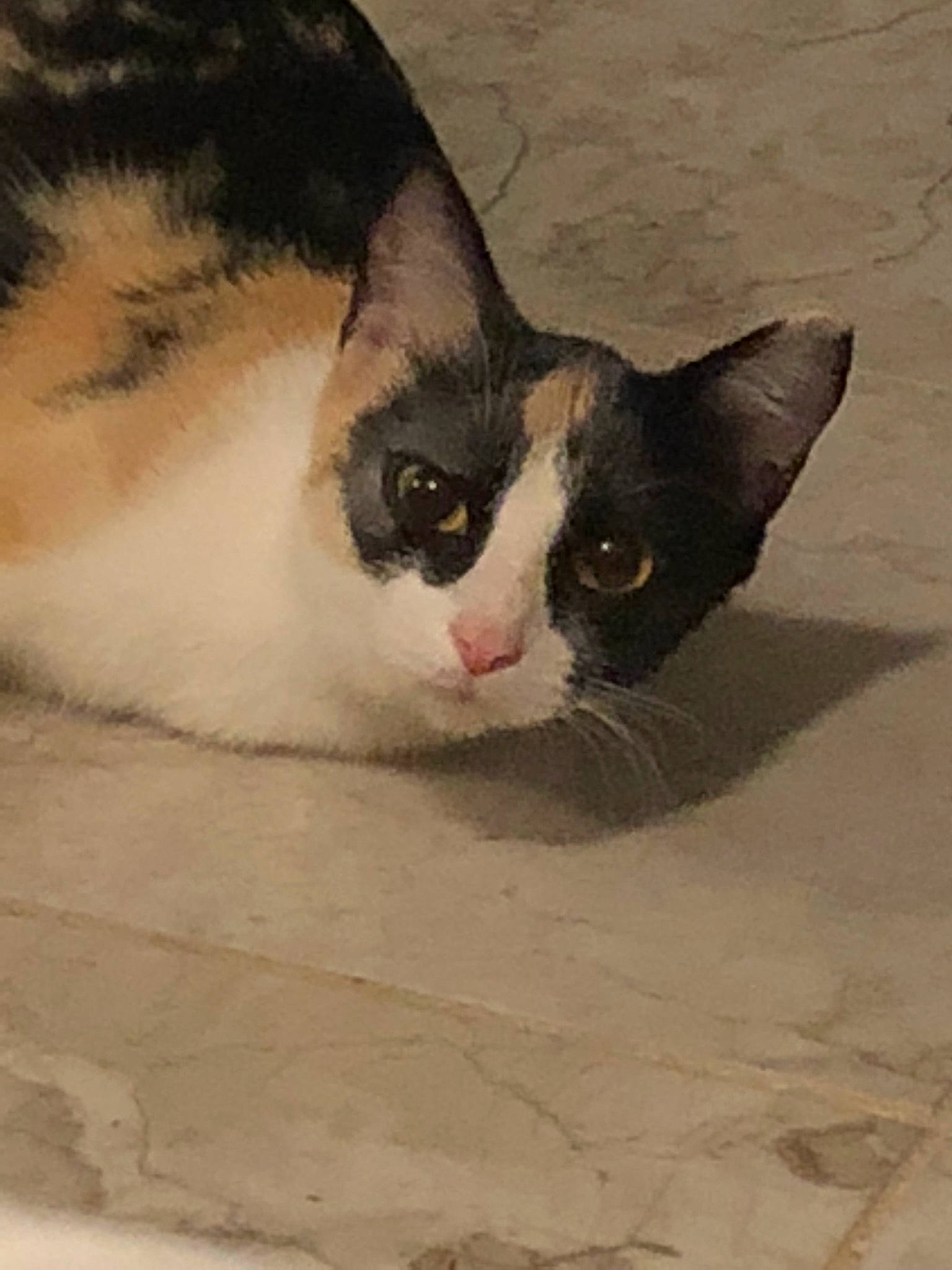 Bella is registered to the contest to win money with this photo: aegean_cat, american_wirehair, black_and_white, carnivore, cat, domestic_short_haired_cat, european_shorthair, eye, felidae, kitten, small_to_medium_sized_cats, snout, whiskers, white