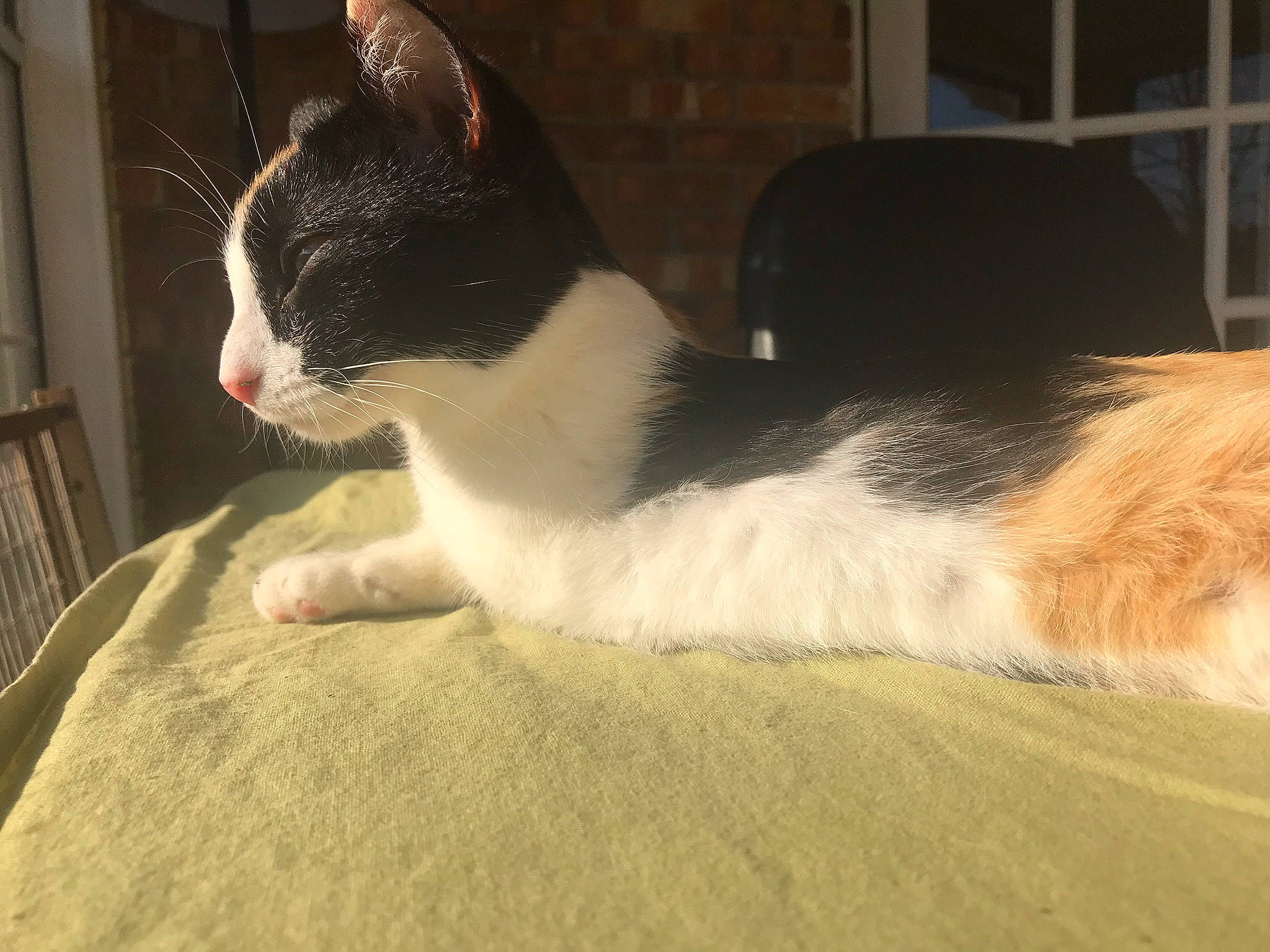 Bella joined the competition — help win amazing prizes! aegean_cat, american_wirehair, carnivore, cat, domestic_short_haired_cat, eye, felidae, fur, japanese_bobtail, mammal, polydactyl_cat, small_to_medium_sized_cats, snout, snowshoe, tail, whiskers