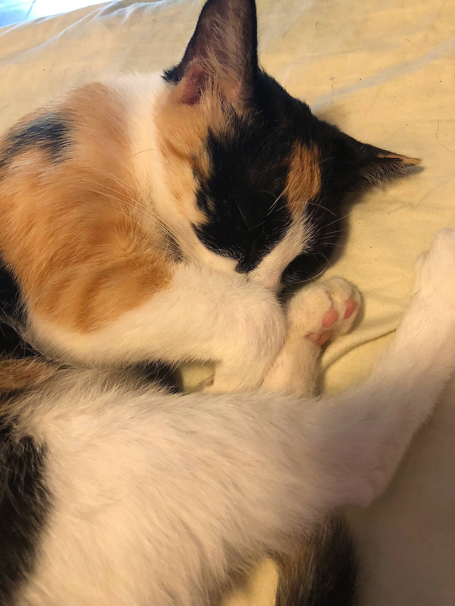 Bella joined the competition — help win amazing prizes! aegean_cat, balinese, carnivore, cat, domestic_short_haired_cat, ear, felidae, fur, kitten, paw, polydactyl_cat, small_to_medium_sized_cats, snout, tail, whiskers