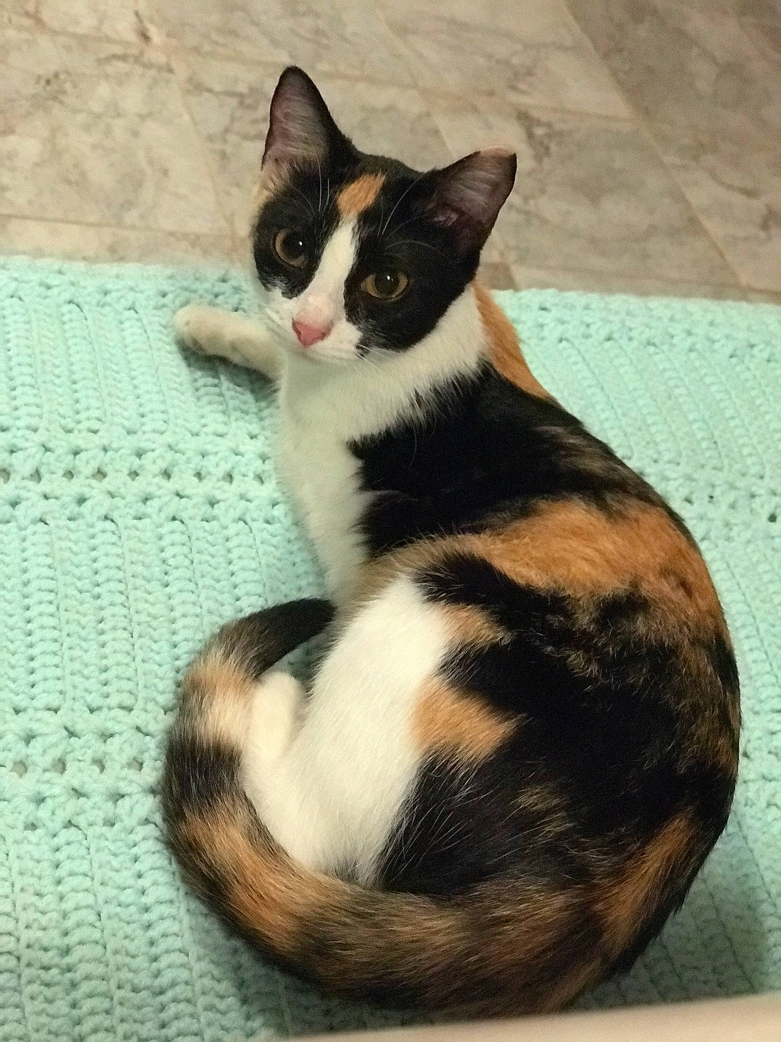 Bella joined the competition — help win amazing prizes! aegean_cat, american_wirehair, asian, black_and_white, carnivore, cat, domestic_short_haired_cat, european_shorthair, felidae, fur, german_rex, kitten, mammal, small_to_medium_sized_cats, tail, vertebrate, whiskers