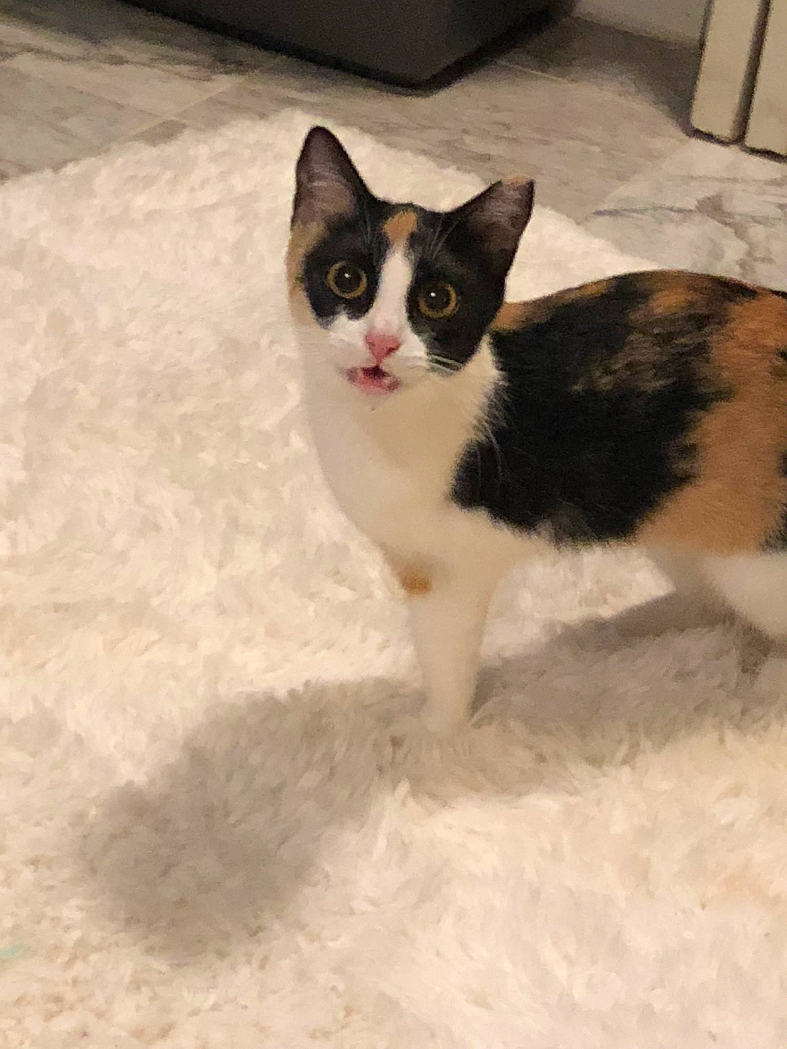 Bella joined the competition — help win amazing prizes! aegean_cat, american_wirehair, black_and_white, carnivore, cat, domestic_short_haired_cat, european_shorthair, eye, felidae, fur, german_rex, japanese_bobtail, kitten, mammal, polydactyl_cat, small_to_medium_sized_cats, snout, tail, whiskers