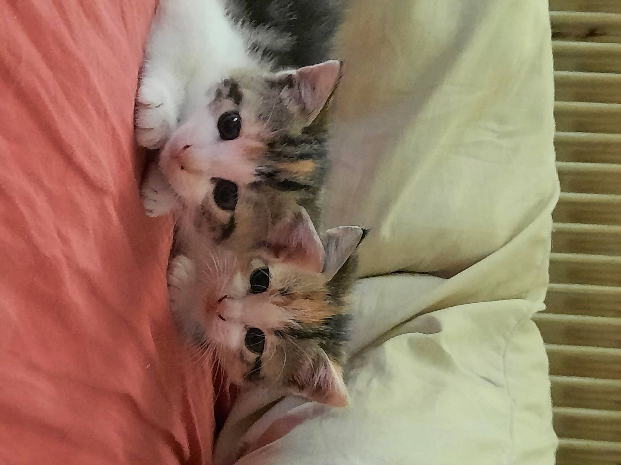 Freya Thalia a rejoint le concours — aidez-le/la à gagner de superbes lots ! birman, carnivore, cat, claw, comfort, domestic_short_haired_cat, ear, fawn, felidae, fur, linens, pattern, paw, peach, plant, small_to_medium_sized_cats, tail, textile, whiskers