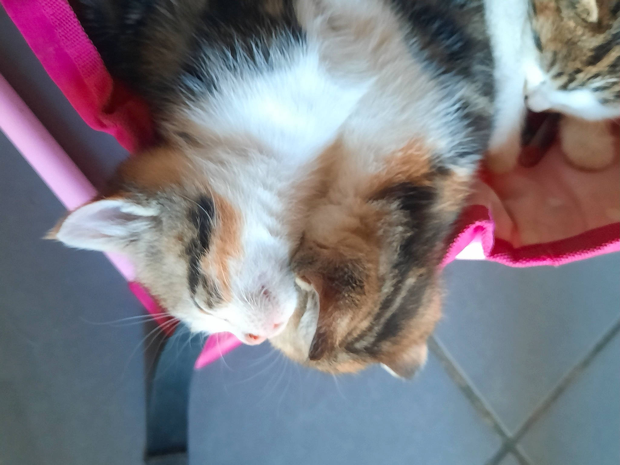 Freya Thalia participe au concours pour gagner de l'argent avec cette photo : carnivore, cat, claw, comfort, domestic_short_haired_cat, fawn, felidae, flooring, foot, fur, human_leg, nap, paw, plant, sleep, small_to_medium_sized_cats, snout, tail, tree, whiskers