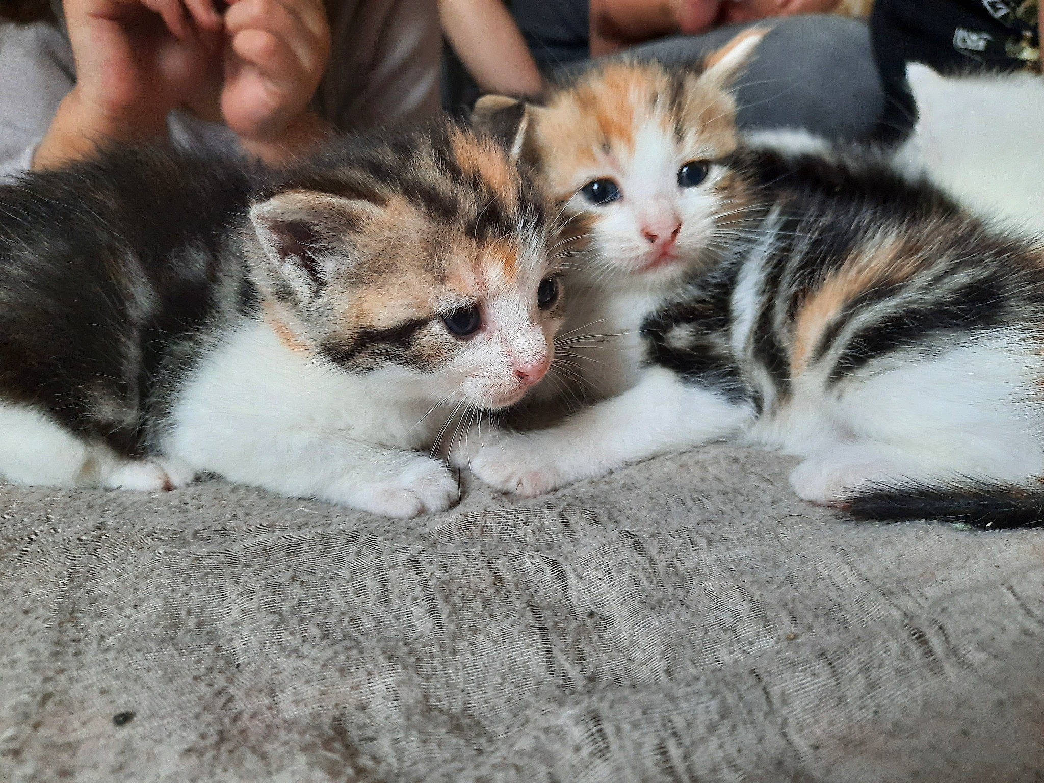 Freya Thalia a rejoint le concours — aidez-le/la à gagner de superbes lots ! carnivore, cat, claw, comfort, domestic_short_haired_cat, eye, fawn, felidae, fur, paw, sitting, small_to_medium_sized_cats, snout, tail, whiskers, wood