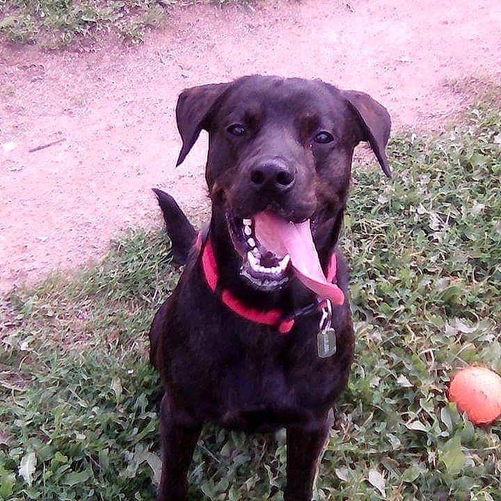 Brigand a rejoint le concours — aidez-le/la à gagner de superbes lots ! ball, borador, canidae, carnivore, collar, companion_dog, dog, dog_breed, dog_collar, fawn, grass, gun_dog, leash, liver, pet_supply, plant, snout, sporting_group, whiskers, working_animal