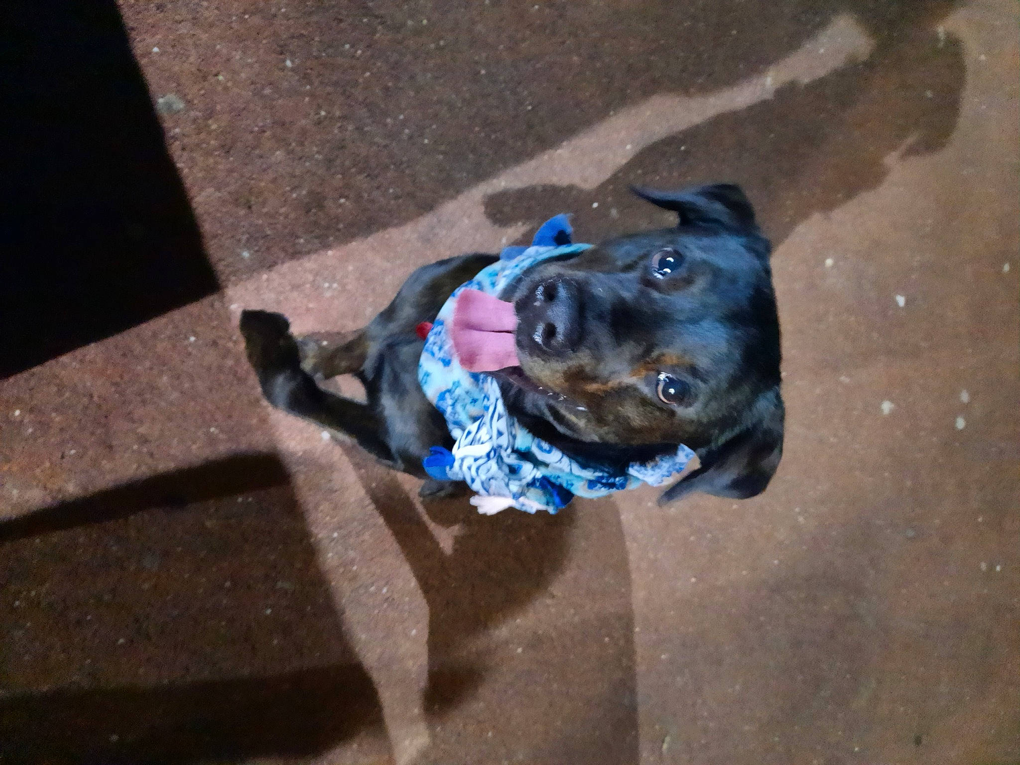 Brigand a rejoint le concours — aidez-le/la à gagner de superbes lots ! asphalt, canidae, carnivore, collar, companion_dog, dog, dog_breed, dog_clothes, dog_collar, dog_supply, electric_blue, fashion_accessory, fawn, leash, personal_protective_equipment, pet_supply, road_surface, snout, sporting_group, working_animal