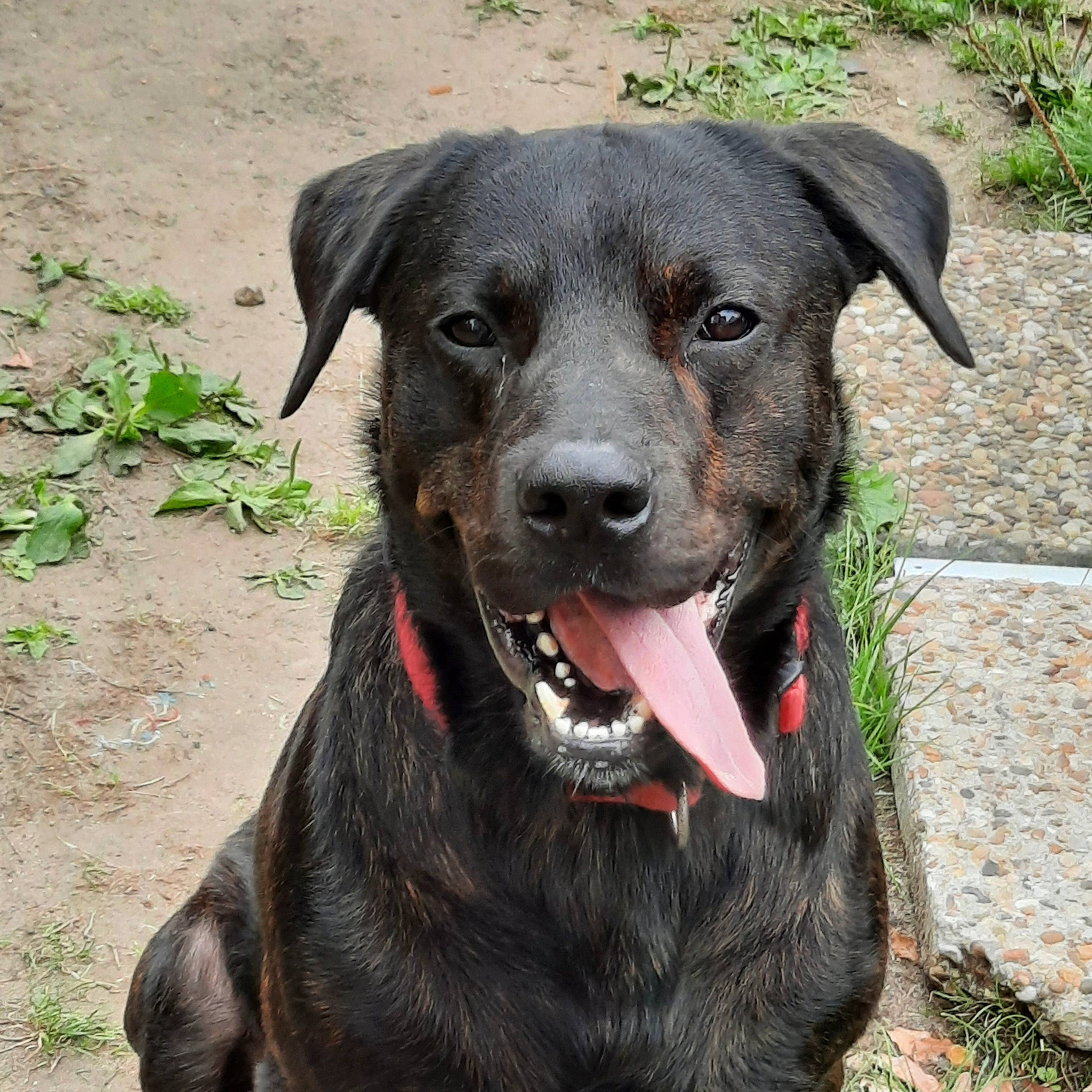 Brigand participe au concours pour gagner de l'argent avec cette photo : borador, canidae, carnivore, collar, companion_dog, dog, dog_breed, dog_collar, fashion_accessory, fawn, grass, leash, liver, pet_supply, plant, snout, sporting_group, whiskers, working_animal, working_dog