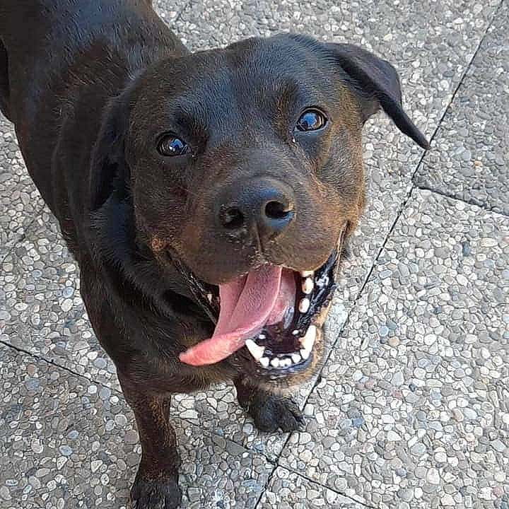 Brigand participe au concours pour gagner de l'argent avec cette photo : borador, canidae, carnivore, collar, companion_dog, dog, dog_breed, dog_collar, electric_blue, eye, fawn, fur, leash, liver, pet_supply, road_surface, sporting_group, terrestrial_animal, whiskers, working_animal