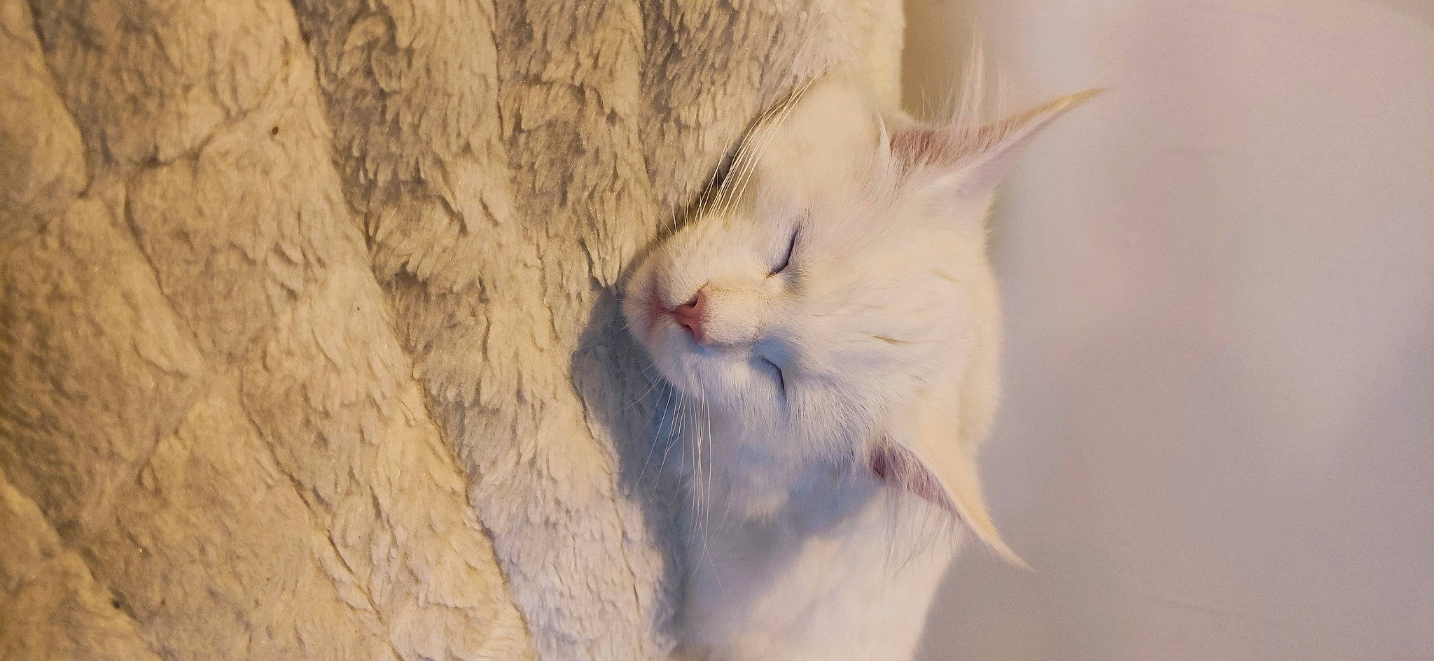 Sully participe au concours pour gagner de l'argent avec cette photo : carnivore, cat, domestic_short_haired_cat, ear, eye, eyelash, felidae, fur, human_body, jaw, paw, plant, sand, small_to_medium_sized_cats, snout, tail, terrestrial_animal, whiskers, wildlife, wood