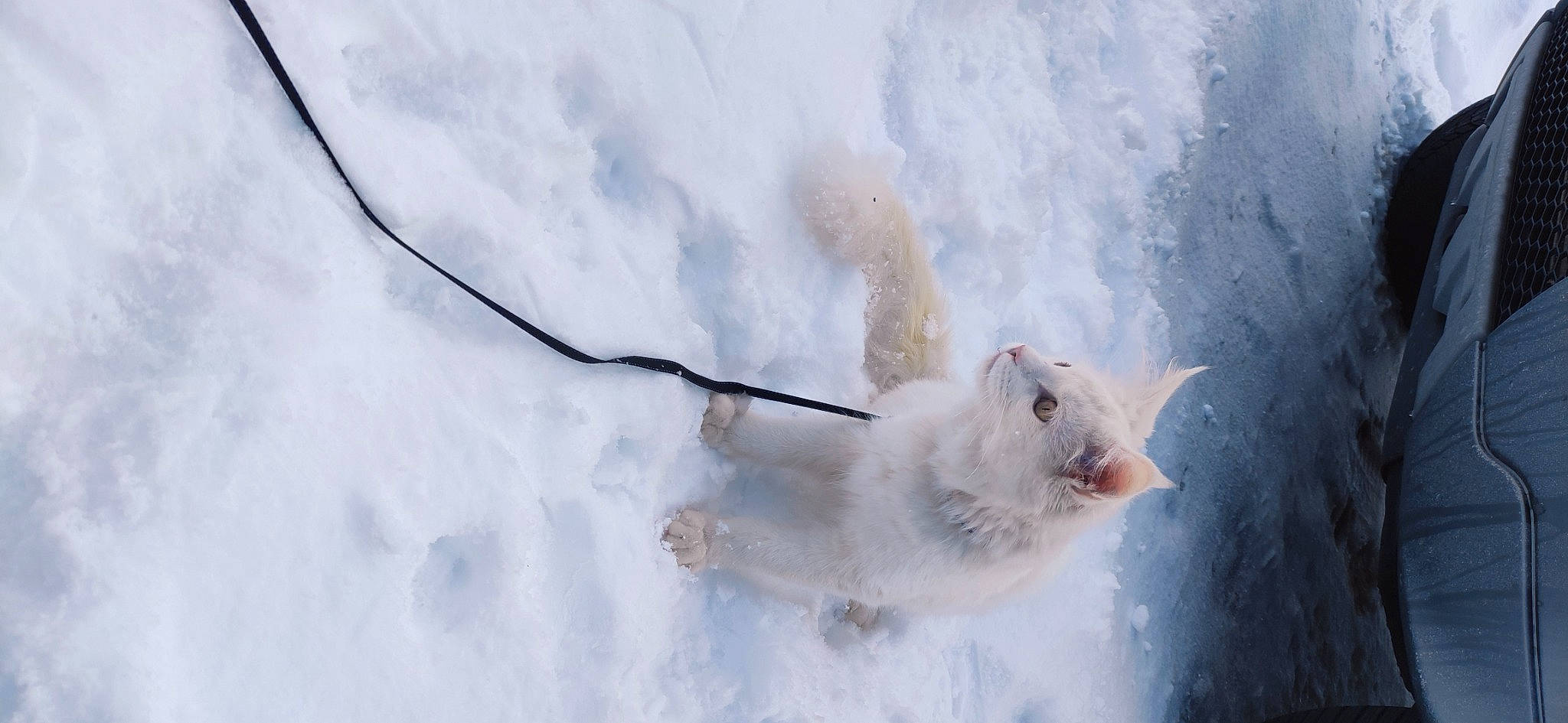 Sully a rejoint le concours — aidez-le/la à gagner de superbes lots ! arctic, carnivore, cat, event, felidae, freezing, frost, fur, glacial_landform, ice_cap, polar_ice_cap, precipitation, snow, tail, twig, whiskers, winter