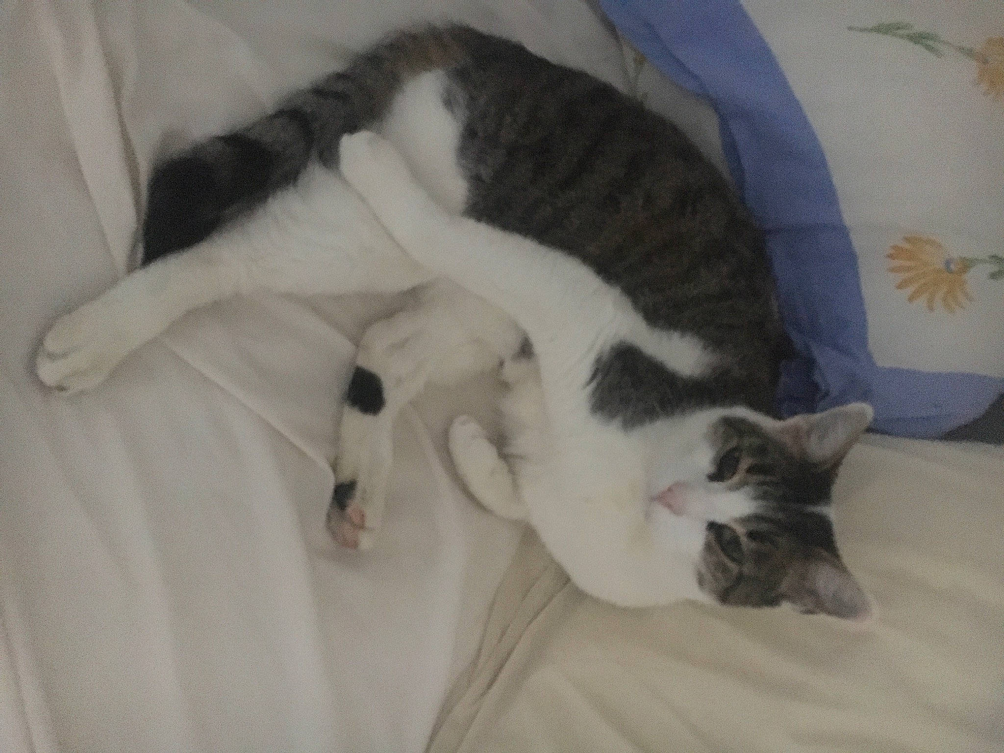 Malabar a rejoint le concours — aidez-le/la à gagner de superbes lots ! carnivore, cat, comfort, domestic_short_haired_cat, felidae, fur, mammal, nap, organism, small_to_medium_sized_cats, snout, tail, terrestrial_animal, vertebrate, whiskers