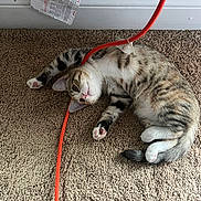 Trouble is registered to the contest to win money with this photo: animal, baseboard, carpet, cat, curious, cute, domestic_cat, electrical_cord, fur, indoor, lying_down, orange_cable, pet, pink_paw_pads, playful, relaxed, striped, tabby, whiskers, young_cat