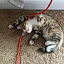 animal, baseboard, carpet, cat, curious, cute, domestic_cat, electrical_cord, fur, indoor, lying_down, orange_cable, pet, pink_paw_pads, playful, relaxed, striped, tabby, whiskers, young_cat