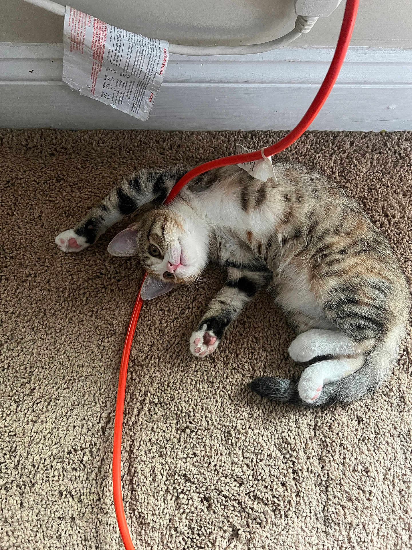 Trouble is registered to the contest to win money with this photo: animal, baseboard, carpet, cat, curious, cute, domestic_cat, electrical_cord, fur, indoor, lying_down, orange_cable, pet, pink_paw_pads, playful, relaxed, striped, tabby, whiskers, young_cat