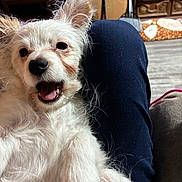 Prince is registered to the contest to win money with this photo: blanket, close_up, couch, cute, dog, ears, fur, happy, human_leg, indoor, lap, living_room, navy_pants, pet, small_dog, smiling, teeth, tongue, white_fur, wooden_floor