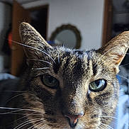 Mitzi is registered to the contest to win money with this photo: animal, blurred_background, cat, close_up, domestic_cat, door, ears, face, feline, fur, green_eyes, household, indoor, mirror, nose, pet, portrait, tabby, whiskers