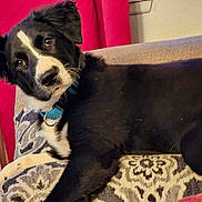 Brooklyn B is registered to the contest to win money with this photo: animal, black_and_white, collar, comfort, couch, curious, cushion, dog, domestic, ears, fur, head_tilt, home, indoor, looking, mammal, patterned, pet, relaxing, resting