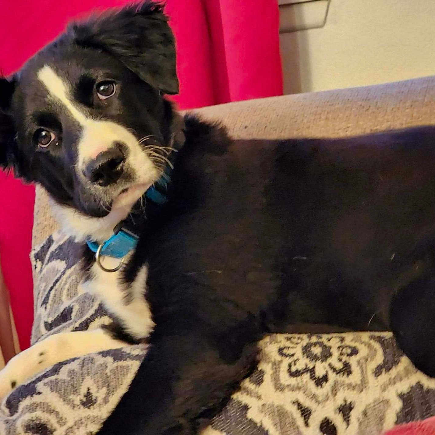 Brooklyn B is registered to the contest to win money with this photo: animal, black_and_white, collar, comfort, couch, curious, cushion, dog, domestic, ears, fur, head_tilt, home, indoor, looking, mammal, patterned, pet, relaxing, resting