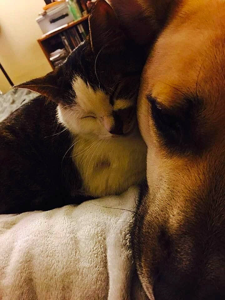 Chevy joined the competition — help win amazing prizes! canidae, carnivore, cloud, comfort, companion_dog, couch, dog, dog_breed, fawn, felidae, fur, love, nap, paw, sky, small_to_medium_sized_cats, snout, sporting_group, tail, whiskers