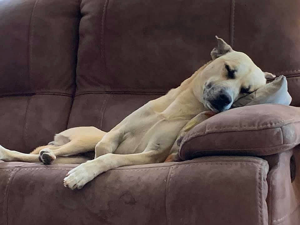 Chevy joined the competition — help win amazing prizes! canidae, carnivore, comfort, companion_dog, couch, dog, dog_breed, fawn, felidae, fur, giant_dog_breed, nap, snout, sporting_group, tail, terrestrial_animal, tire, whiskers, wildlife, working_animal