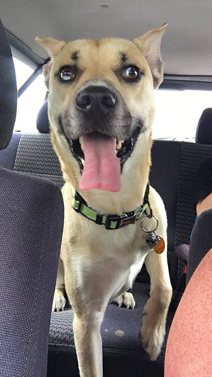 Chevy joined the competition — help win amazing prizes! canidae, carnivore, collar, companion_dog, dog, dog_breed, dog_collar, fang, fawn, fur, giant_dog_breed, jaw, pet_supply, smile, snout, sporting_group, whiskers, window, windshield, working_animal