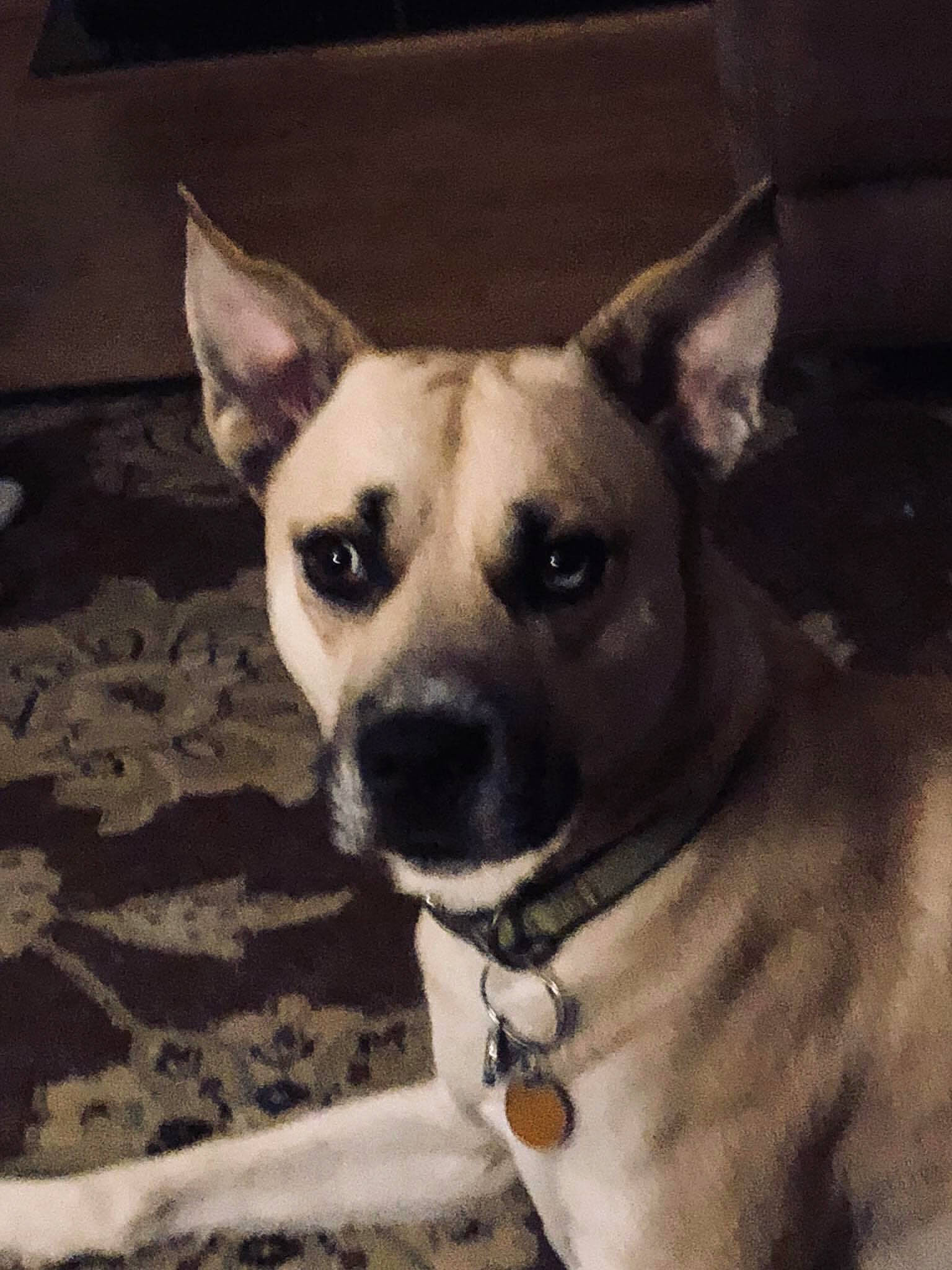 Chevy joined the competition — help win amazing prizes! canidae, carnivore, collar, companion_dog, dog, dog_breed, dog_collar, dog_supply, ear, eye, fawn, fur, head, pet_supply, snout, sporting_group, terrestrial_animal, toy_dog, whiskers, working_animal