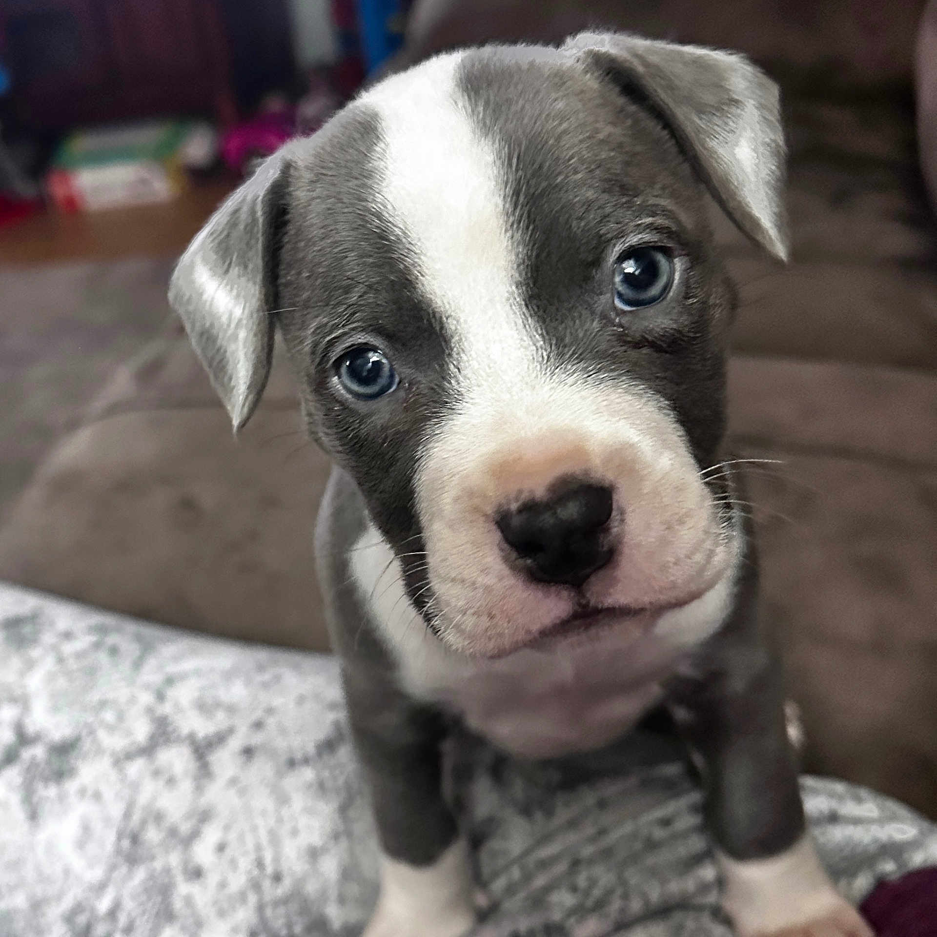 Buffy joined the competition — help win amazing prizes! animal, boxer, bulldog, canine, couch, dog, face, furniture, head, hound, labradorretriever, person, pet, photography, pitbull, pointer, portrait, puppy, snout, whitedog