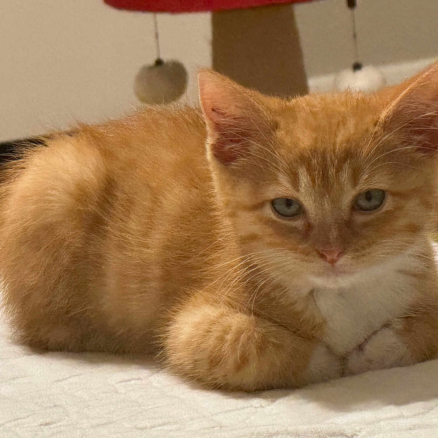 Boots is registered to the contest to win money with this photo: animal, cat, closeup, cute, domestic, face, feline, fur, indoors, kitten, laying_down, mammal, orange_tabby, paws, pet, resting, sleepy, soft, whiskers, young