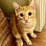 Fire is registered to the contest to win money with this photo: animal, basket, cat, closeup, curious, cute, domestic_cat, ears, feline, floor, fur, ginger_cat, indoor, looking, pet, sitting, tabby, whiskers, wooden_floor, young_cat