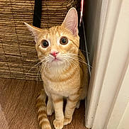 Fire is registered to the contest to win money with this photo: animal, basket, cat, curious, cute, domestic_cat, door_frame, feline, floor, fur, indoor, kitten, looking_up, orange_tabby, pet, sitting, tail, whiskers, wide_eyes, young