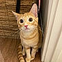 animal, basket, cat, curious, cute, domestic_cat, door_frame, feline, floor, fur, indoor, kitten, looking_up, orange_tabby, pet, sitting, tail, whiskers, wide_eyes, young