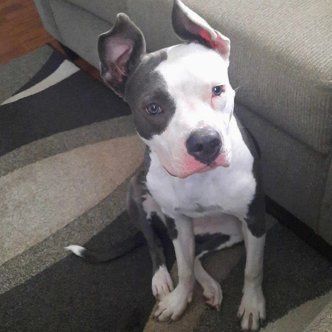 Diamond June joined the competition — help win amazing prizes! animal, architecture, ball, bostonbull, bulldog, canine, chair, couch, cushion, dog, furniture, homedecor, indoors, interiordesign, pet, pitbull, puppy, sport, tennis, tennisball